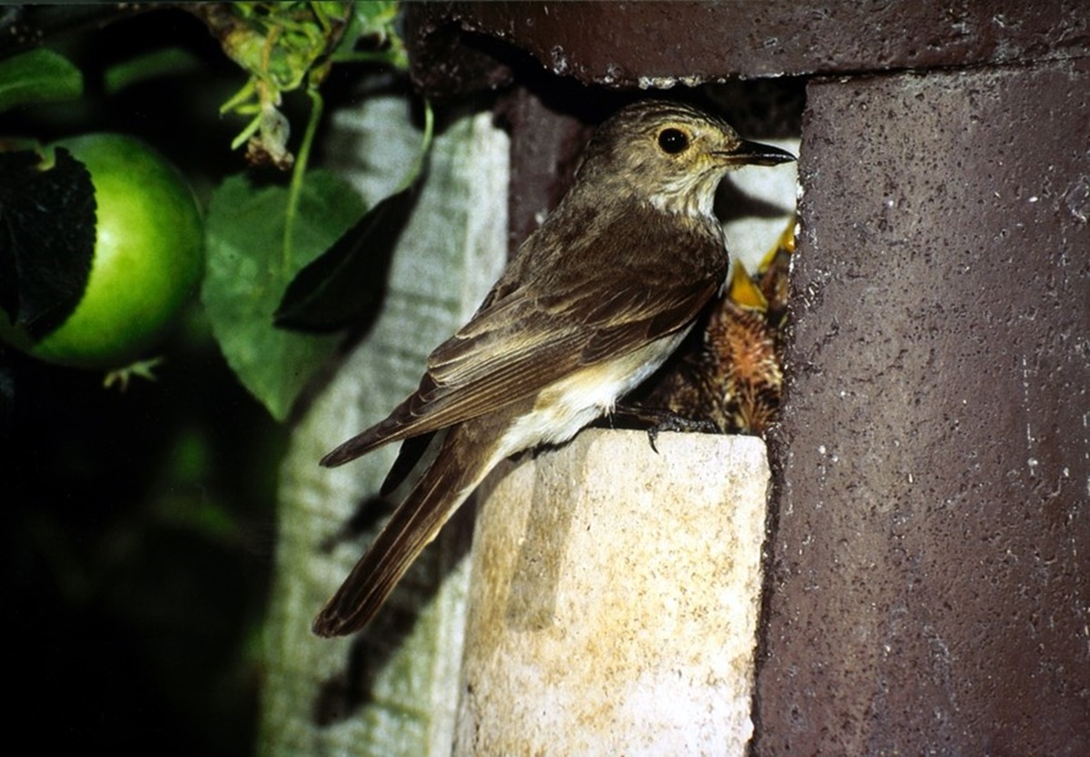 Naturschutzprodukt Halbhöhle Typ 2H ohne Katzen- und Marderschutz Nisthöhle aus Holzbeton