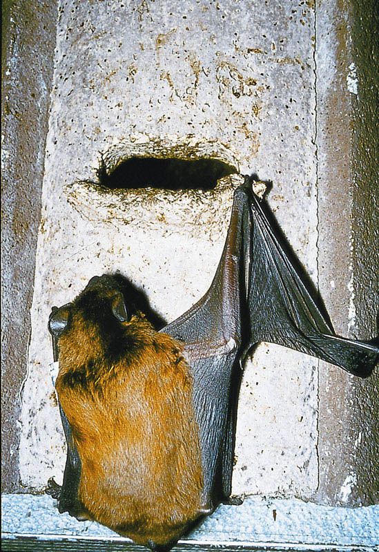 Naturschutzprodukt Fledermaushöhlen Satz 2 Stück Fledermausnistkasten 2F universell