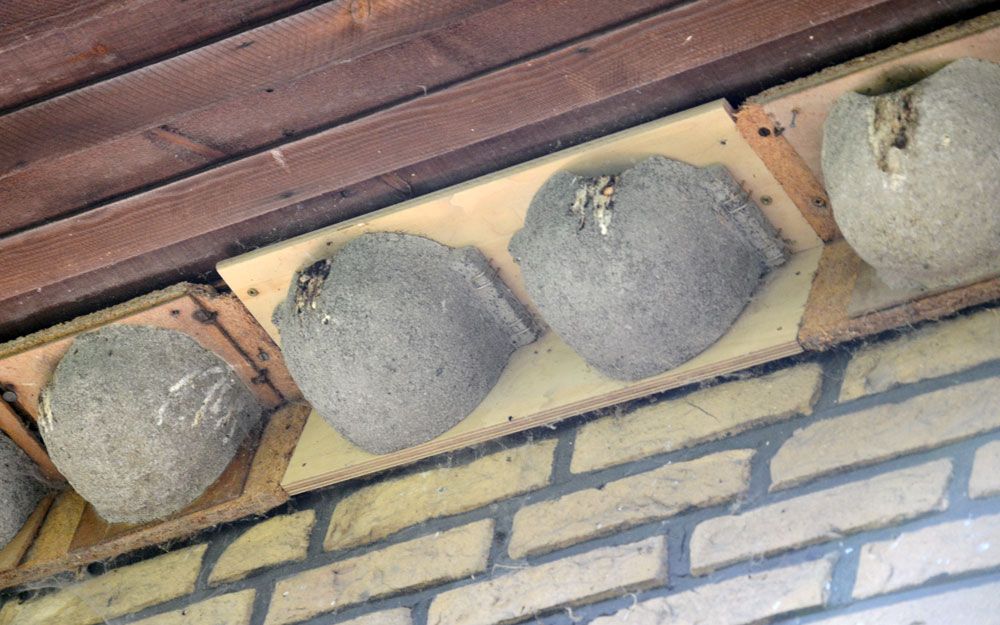Naturschutzprodukt Mehlschwalbennest Nr. 9B Nisthilfe effektiver Vogelschutz am Gebäude