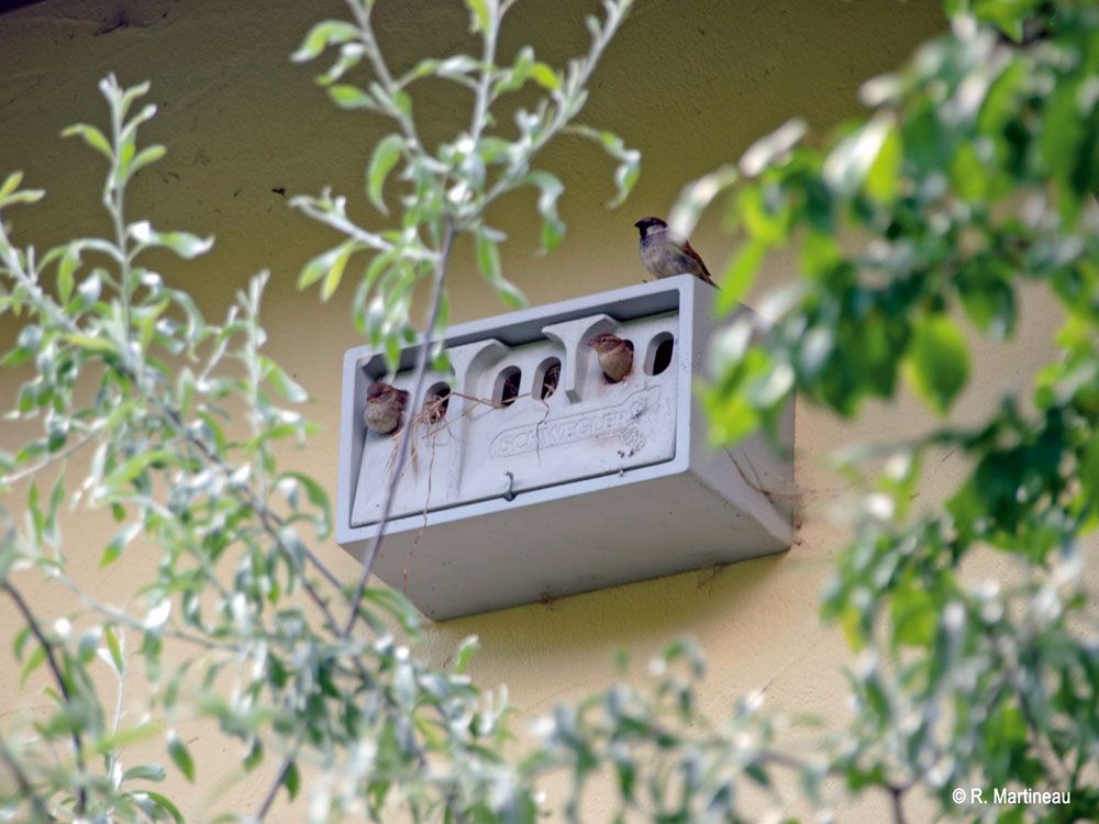 Naturschutzprodukt Sperlingskoloniehaus 1SP Fassadenquartier H 24,5 cm am Gebäude