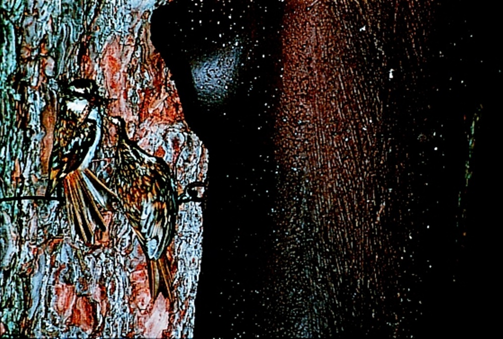 Naturschutzprodukt Baumläuferhöhle Typ 2BN räubersicher Satz 2 Stück Artenschutz Produkt