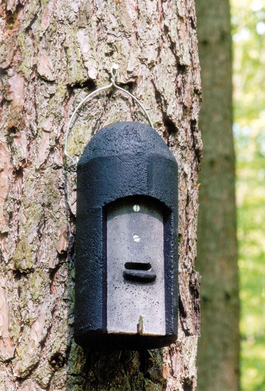 Naturschutzprodukt Satz 2 Stück - Fledermaushöhlen 1FD mit dreifacher Vorderwand Artenschutz