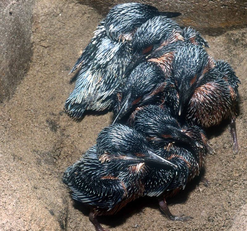 Naturschutzprodukt Satz 2 Stück Eisvogel- und Uferschwalbenbrutröhre Artenschutz Produkt
