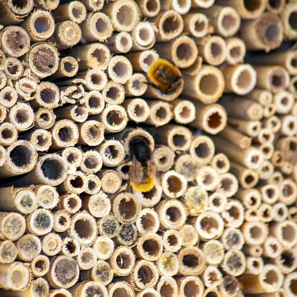 Naturschutzprodukt Insektennistschilf aus Holzbeton H 30 cm Insektenhotel Artenschutz Produkt