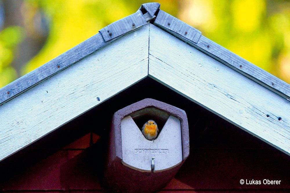 Naturschutzprodukt Satz 2 Stück Halbhöhlen Typ 2HW räubersicher Artenschutz in braun